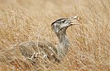 Australian Bustard